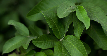 Guava Leaf Extract
